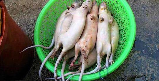 عکس گربه چندش