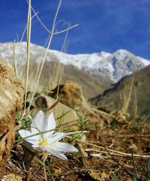 عکسهای زعفران کوهی