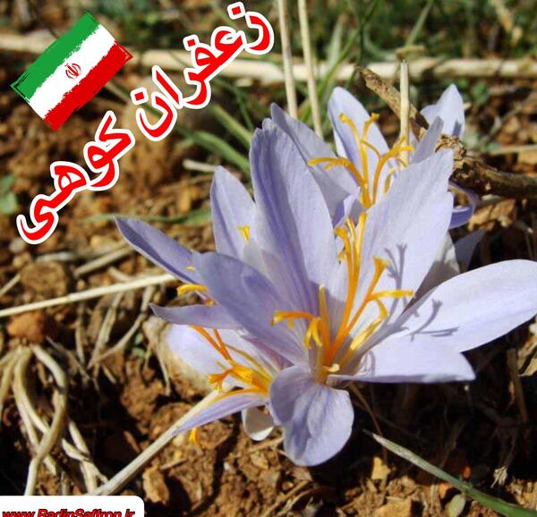 عکسهای زعفران کوهی