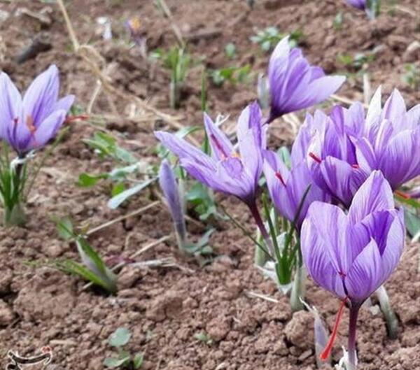 عکسهای زعفران کوهی