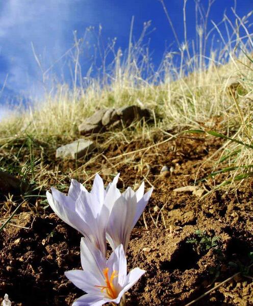 عکسهای زعفران کوهی