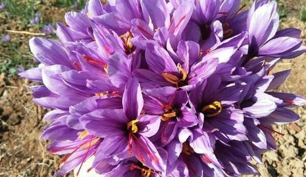 عکسهای زعفران کوهی