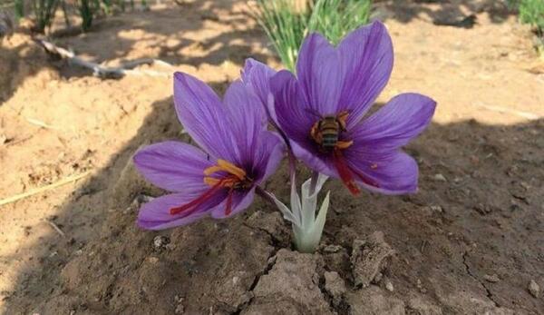 عکسهای زعفران کوهی
