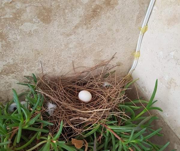 عکس بچه یاکریم