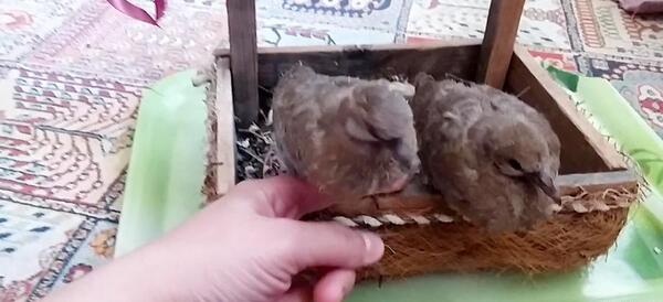 عکس بچه یاکریم