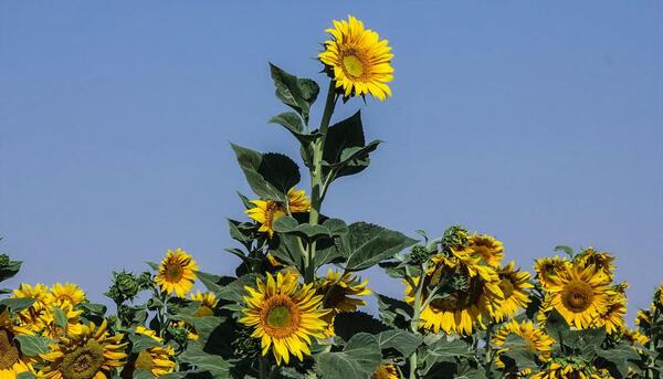 عکس کاشت آفتابگردان