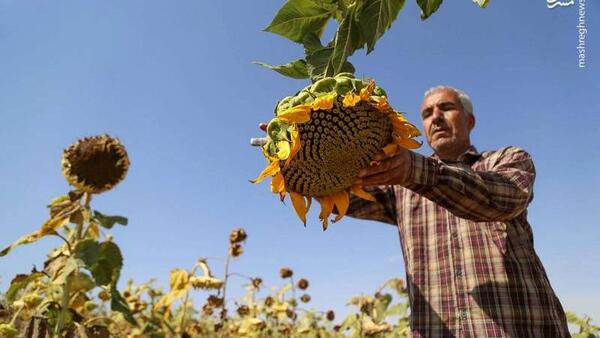 عکس کاشت آفتابگردان