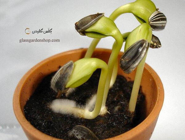 عکس کاشت آفتابگردان