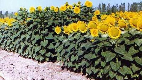 عکس کاشت آفتابگردان