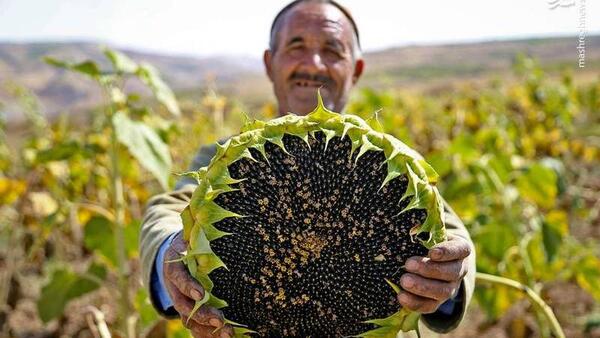 عکس کاشت آفتابگردان