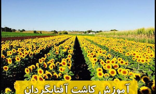 عکس کاشت آفتابگردان