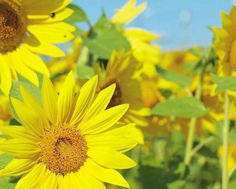 عکس گل های زیبا کارتونی