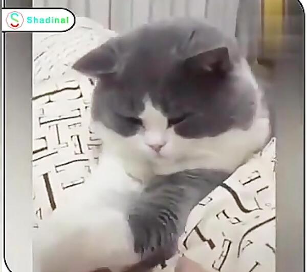 عکس گربه قهر کرده