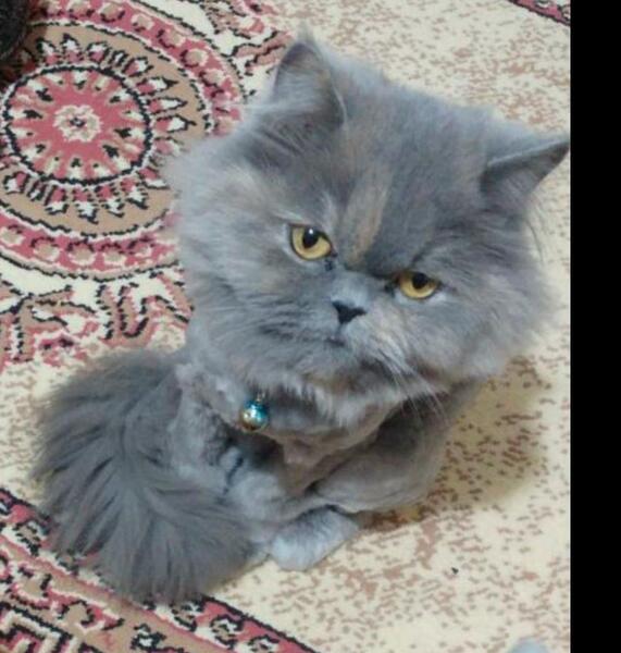 عکس گربه پرشین طوسی