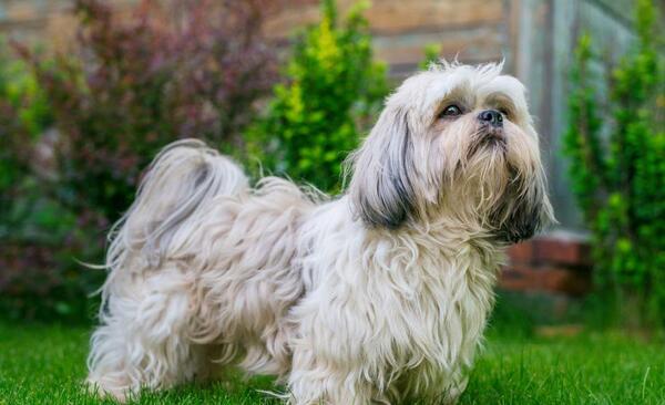 عکس سگ نژاد تریر شیتزو