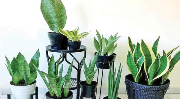 عکس گل های زیبا آپارتمانی