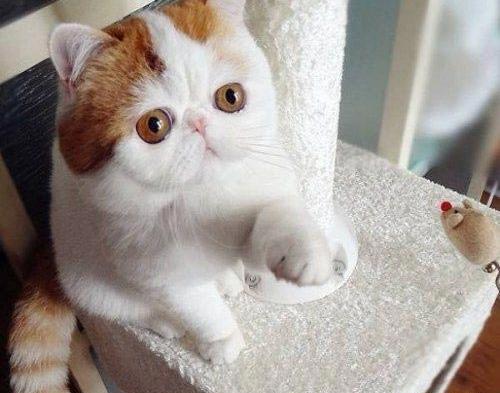 عکس گربه ژاپنی