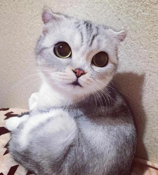 عکس گربه ژاپنی