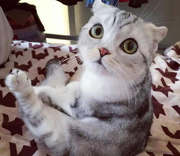 عکس گربه ژاپنی