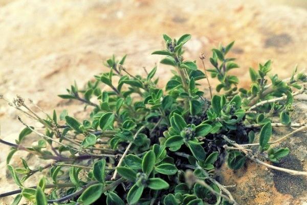 عکس برگ آویشن