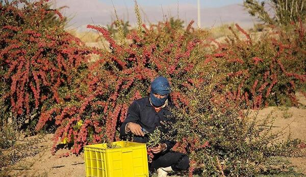 عکس زرشک بیرجند