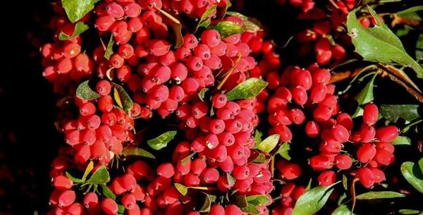 عکس زرشک بیرجند