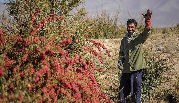 عکس زرشک بیرجند