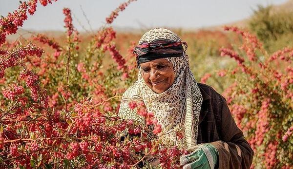 عکس زرشک بیرجند