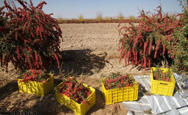عکس زرشک بیرجند