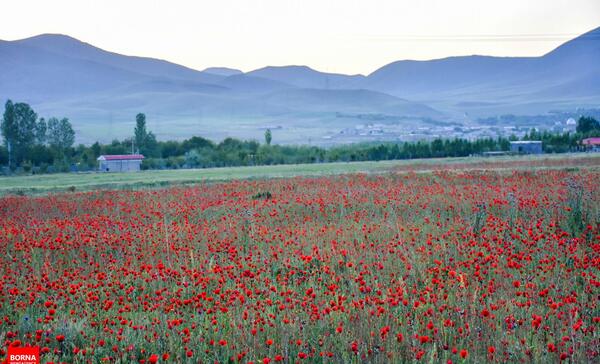 عکس روستای گوار اراک