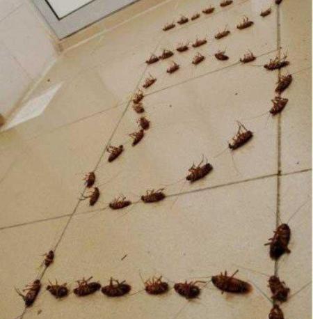 عکس سوسک طنز