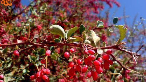 عکس گیاه زرشک سیاه