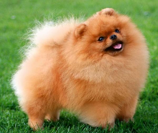 عکس سگ ژرمن اشپیتز