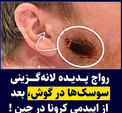 عکس سوسک چینی