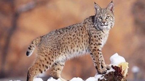 عکس گربه وحشی