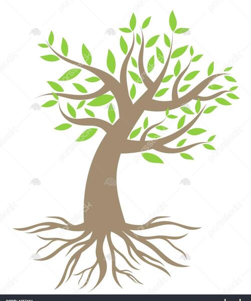 عکس ریشه درخت