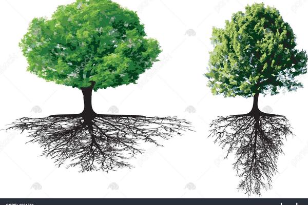 عکس ریشه درخت