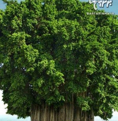 عکس ریشه درخت