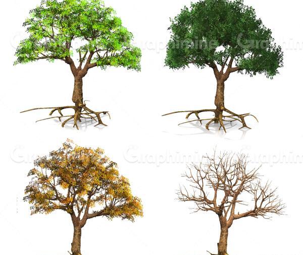 عکس ریشه درخت