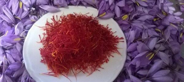 عکس زعفران گلخانه