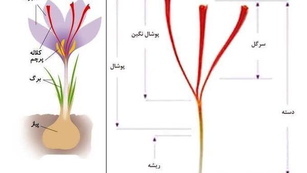 عکس زعفران گلخانه