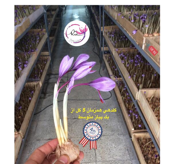 عکس زعفران گلخانه