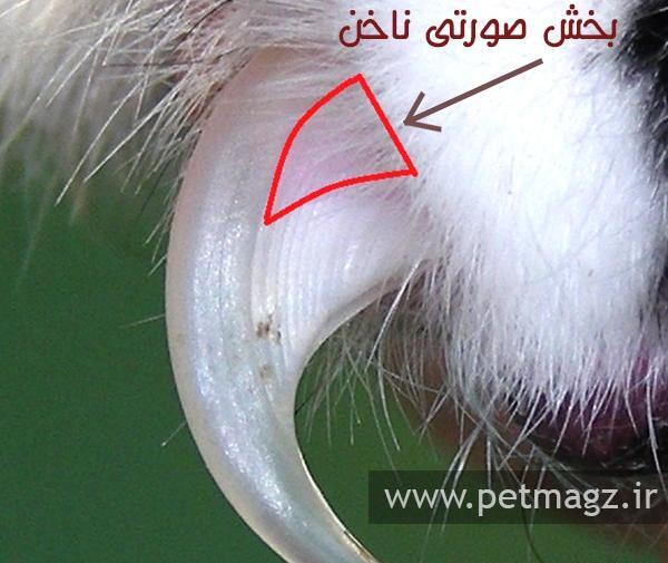 عکس ناخن گربه