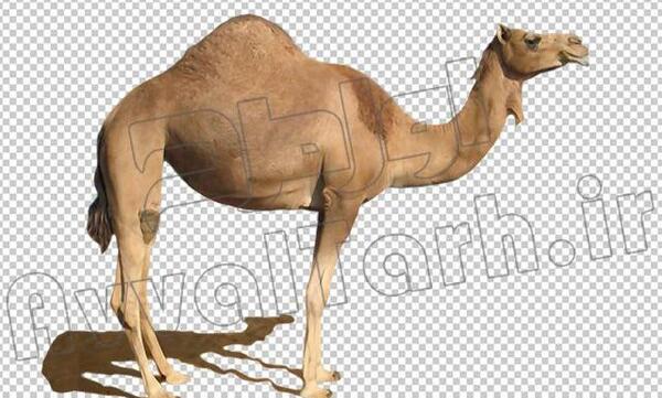 عکس شتر وکتور