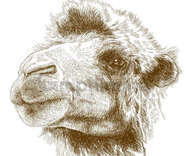 عکس شتر وکتور
