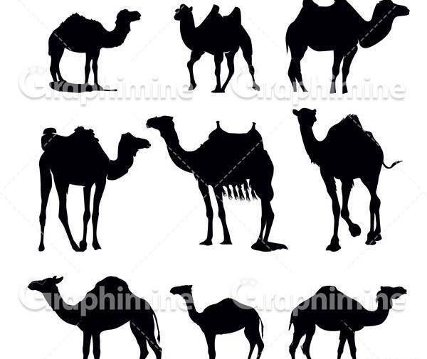 عکس شتر وکتور