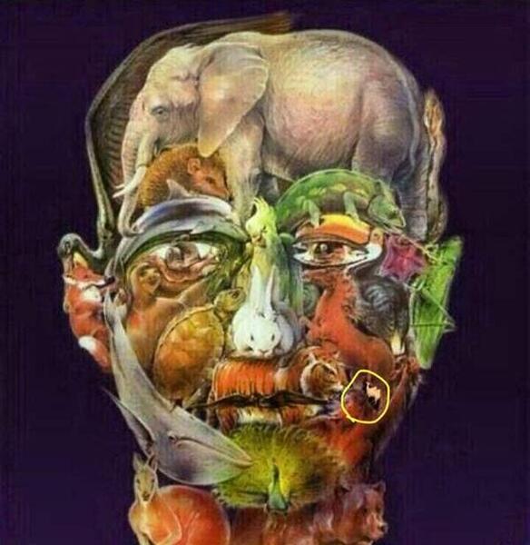 عکس شتر در تست هوش