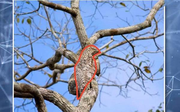 عکس شتر در تست هوش