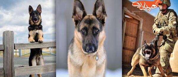 عکس زیبا ژرمن شپرد