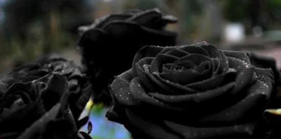 عکس گل مشکی برای تسلیت